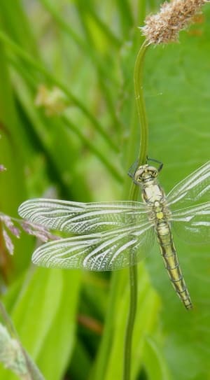 beige dragonfly thumbnail