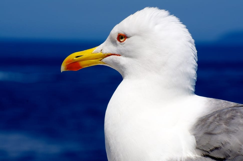 white yellow and gray seagull preview