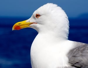 white yellow and gray seagull thumbnail