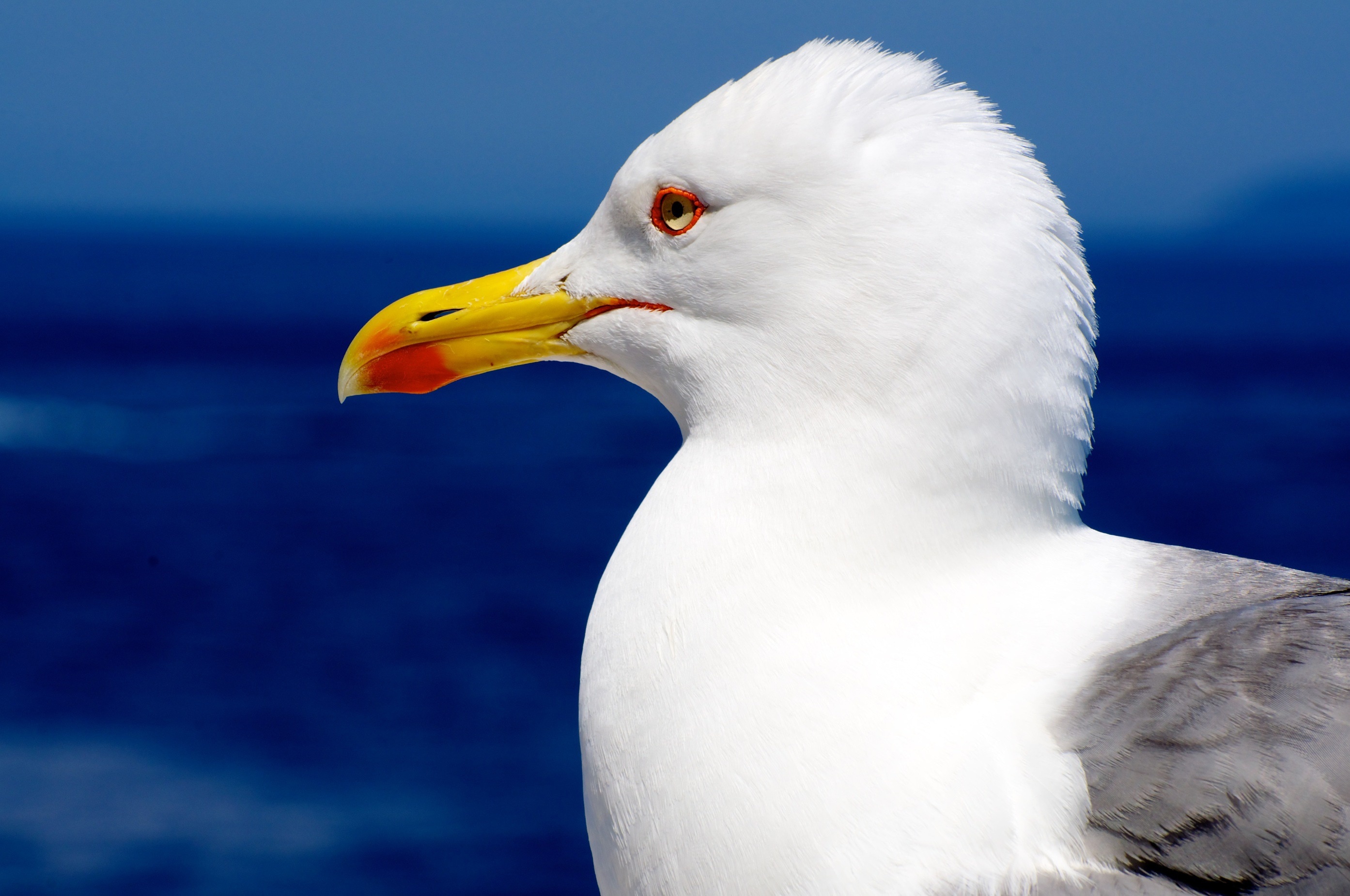 white yellow and gray seagull