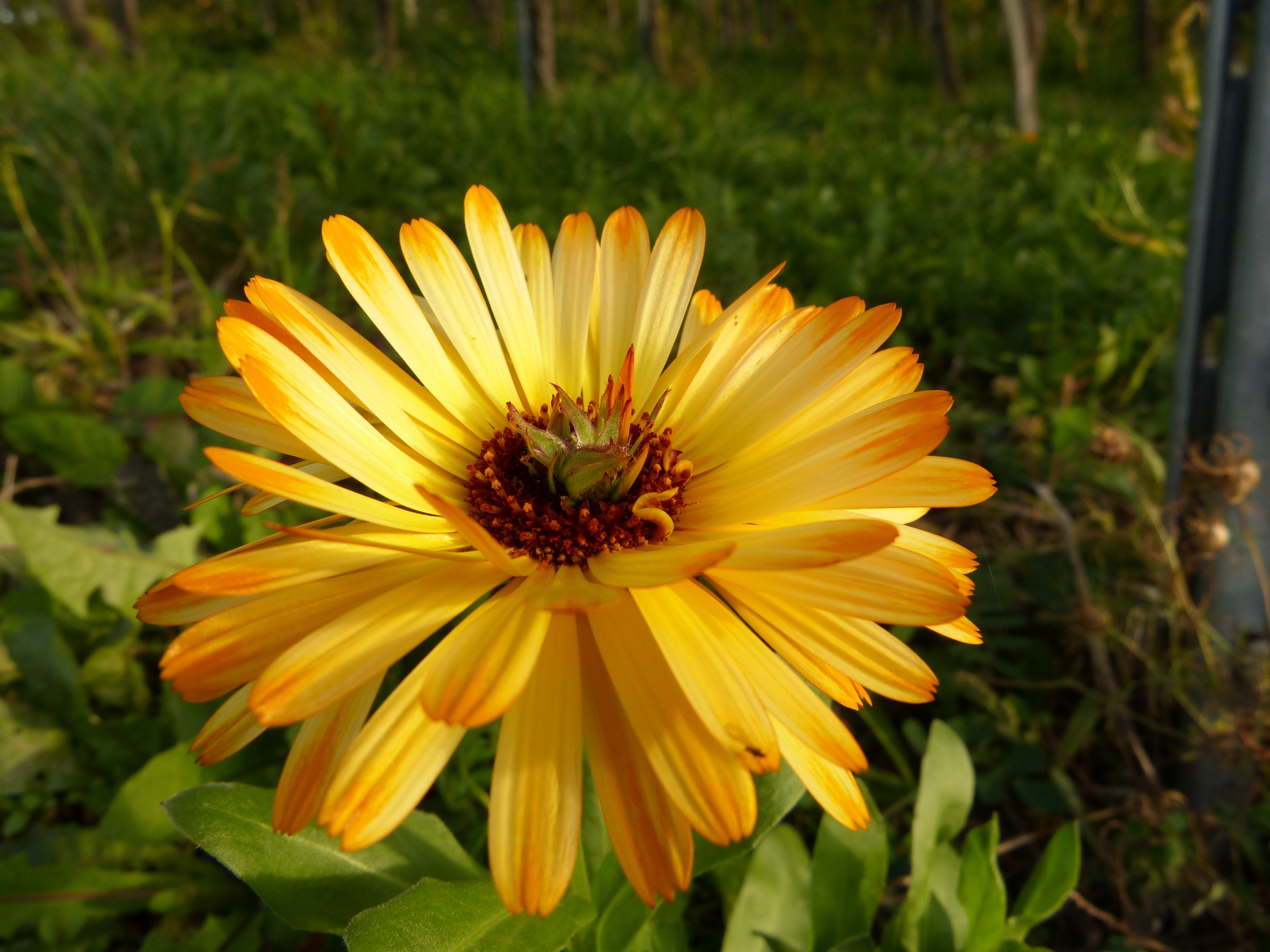 yellow and orange clustered petaled flower