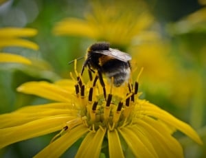 bumble bee and yellow petaled flower thumbnail