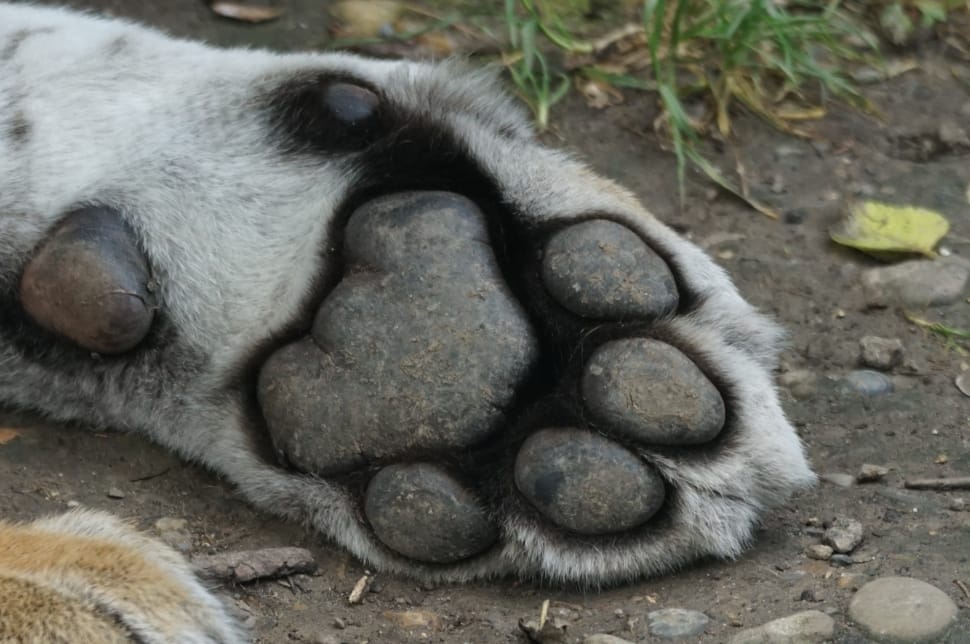 dog paw free image | Peakpx