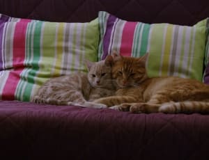 2 brown cat and 3 throw pillow thumbnail