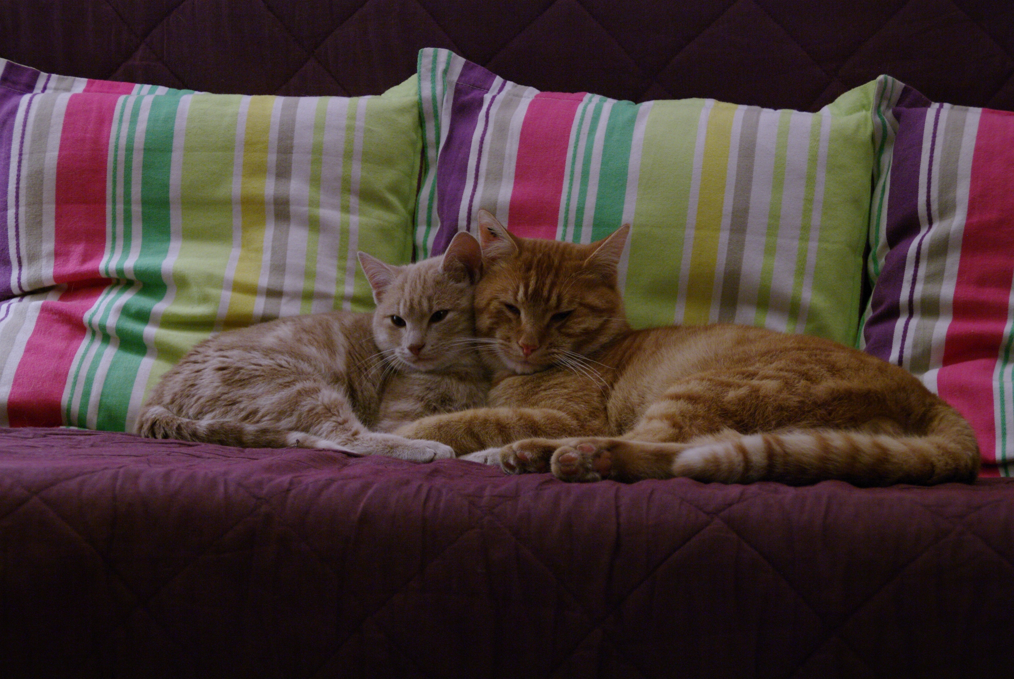 2 brown cat and 3 throw pillow