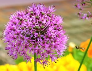 Flowers, Nature, Pink, Plant, Macro, purple, flower thumbnail