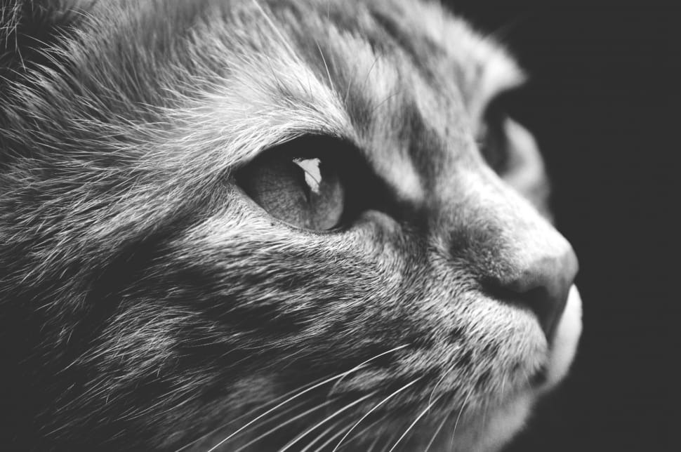 gray scale tabby cat preview