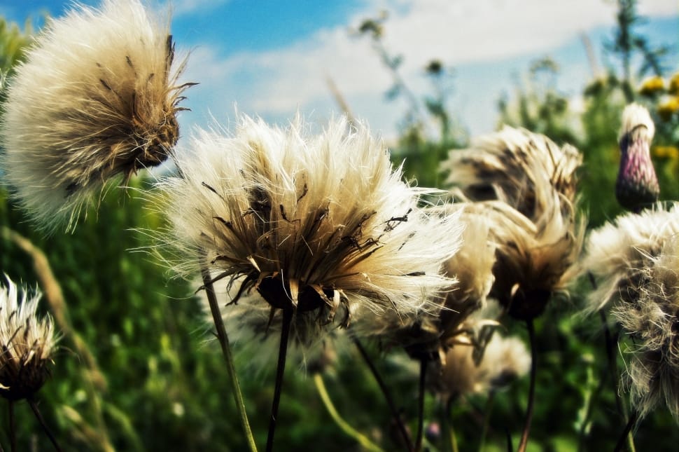 white dandelion flower preview