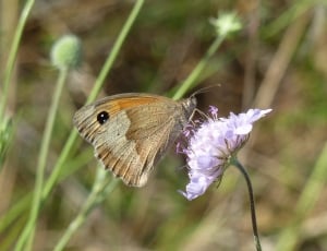 gray orange and brown butterfly thumbnail