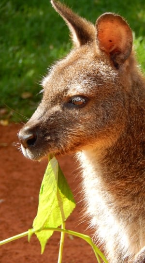 brown and black kangaroo thumbnail