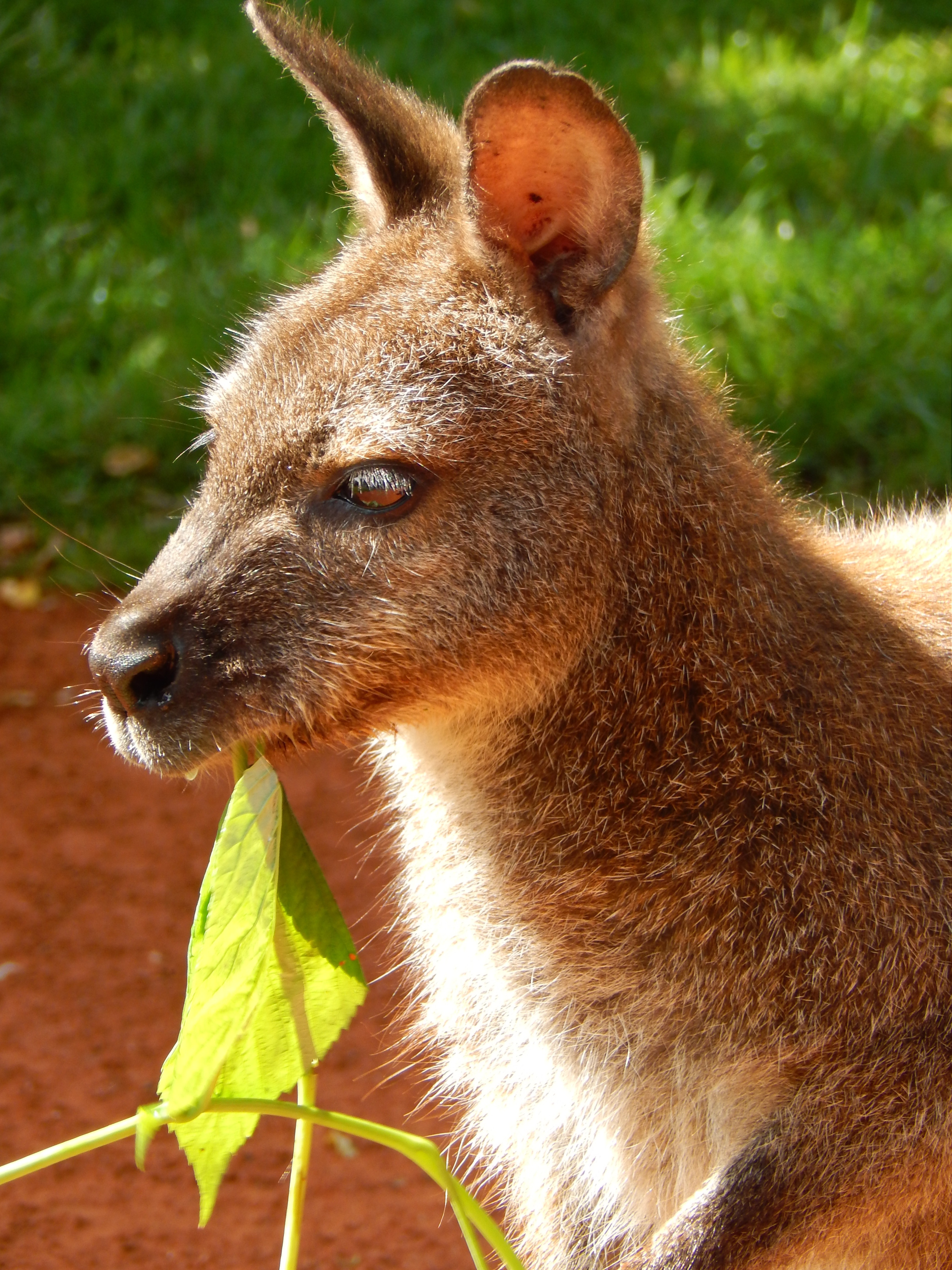 brown and black kangaroo