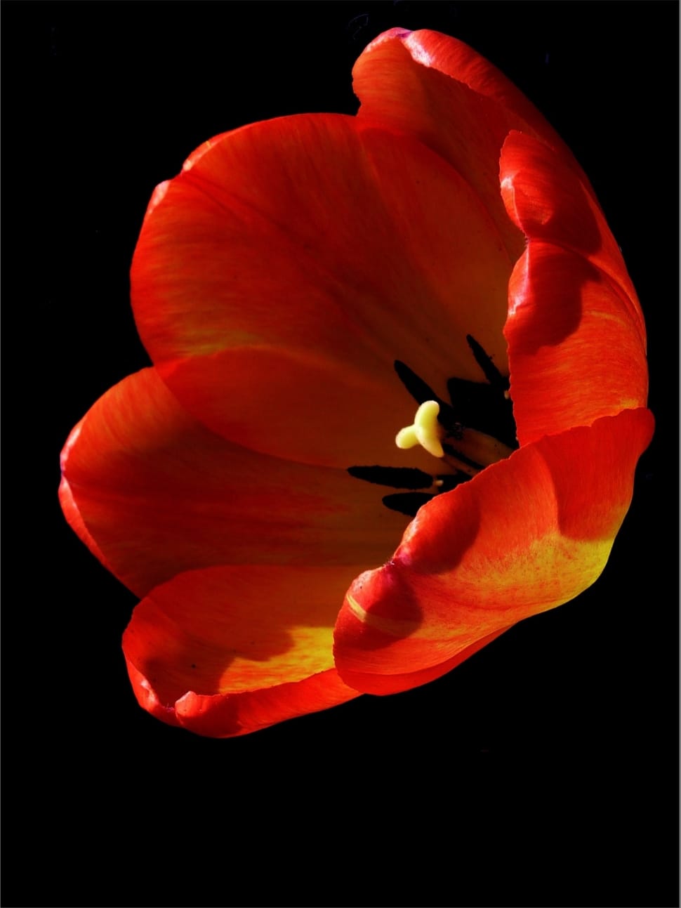 red black and yellow poppy preview