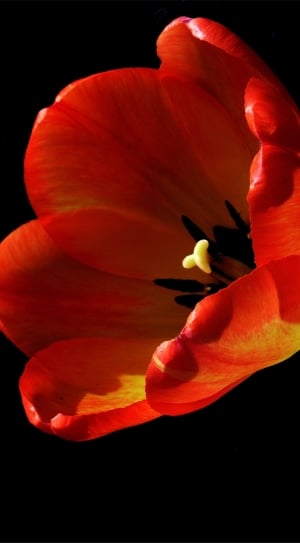 red black and yellow poppy thumbnail