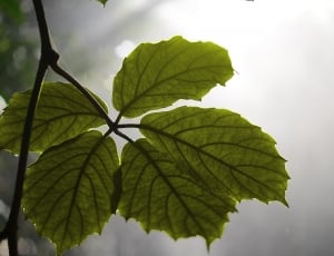 green leaf closeup photo thumbnail