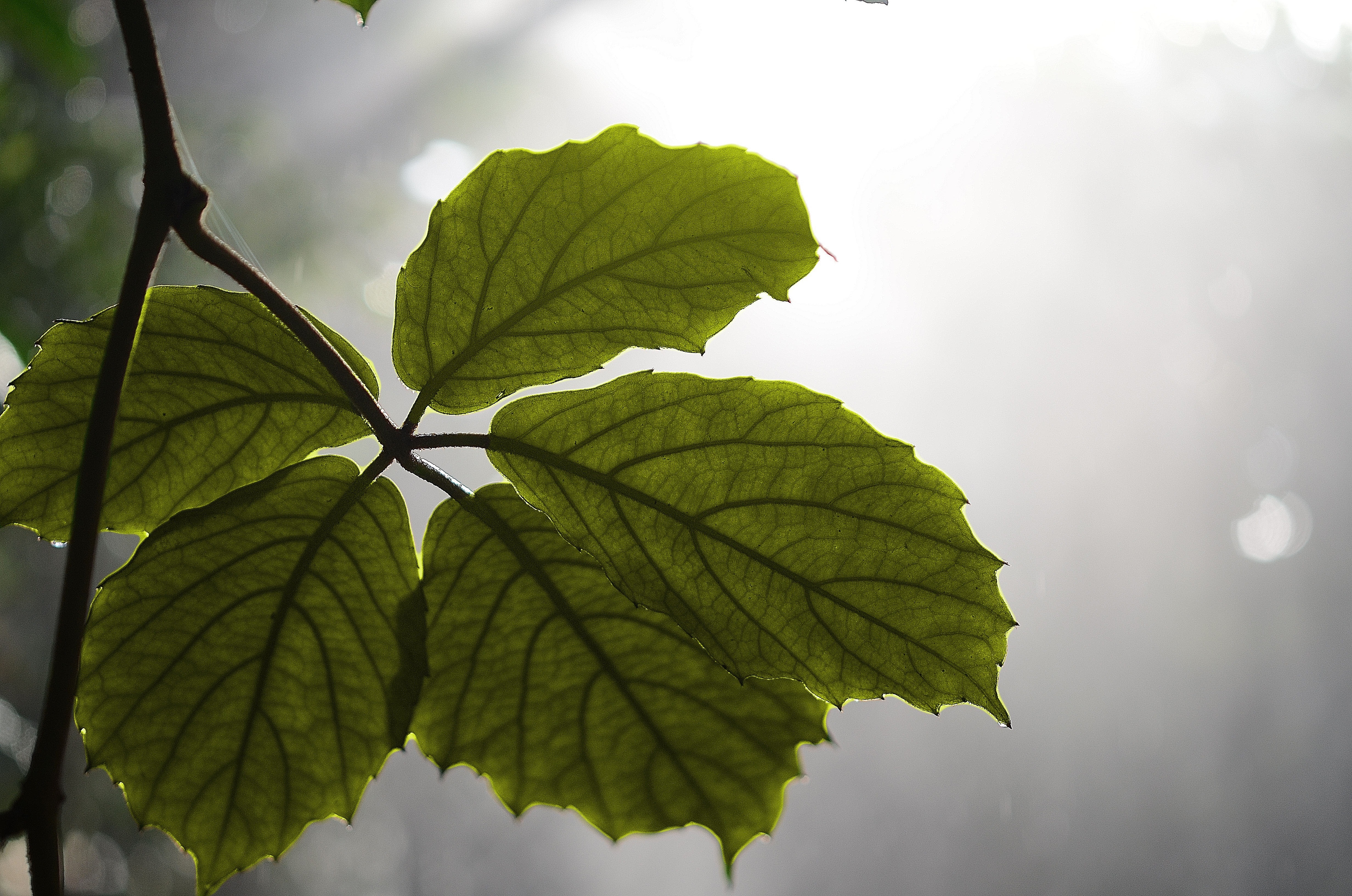green leaf closeup photo