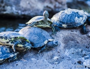 five turtles near water thumbnail