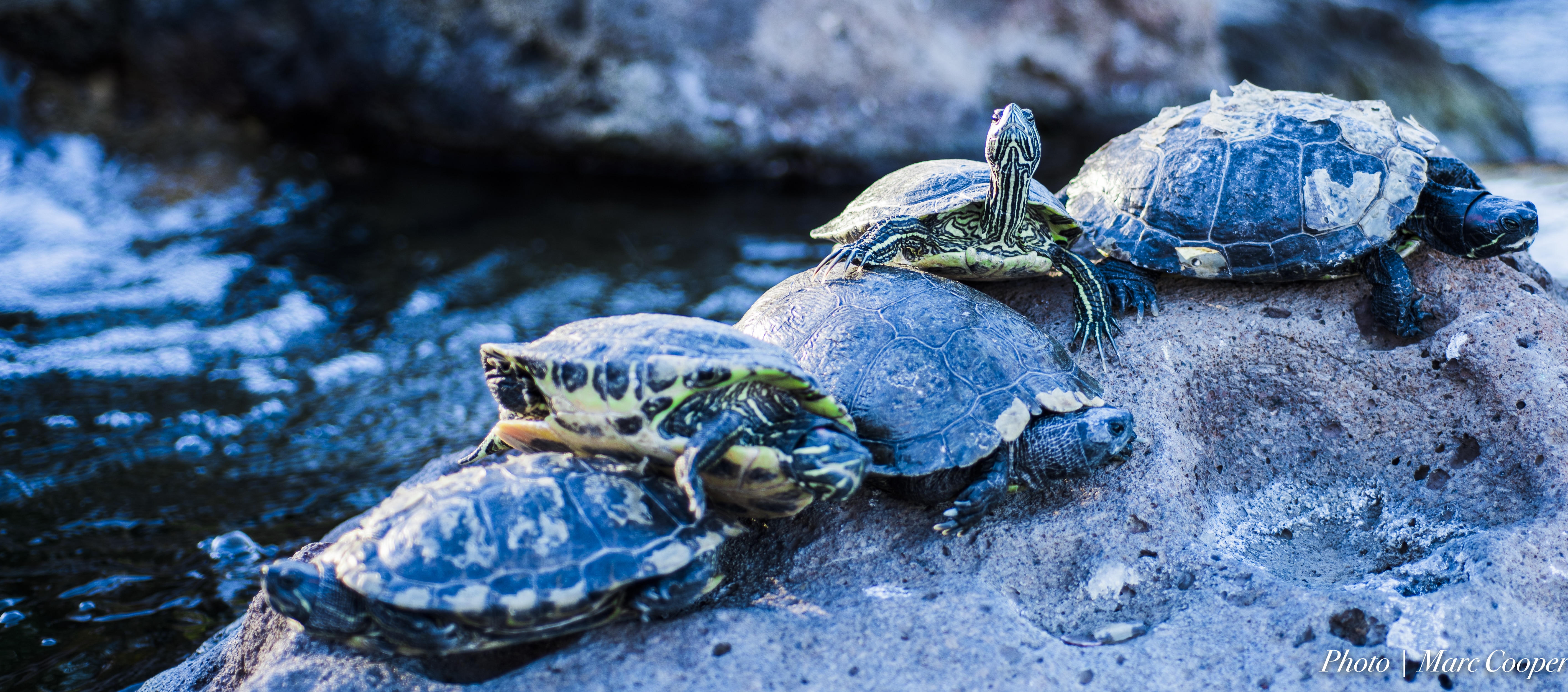 five turtles near water