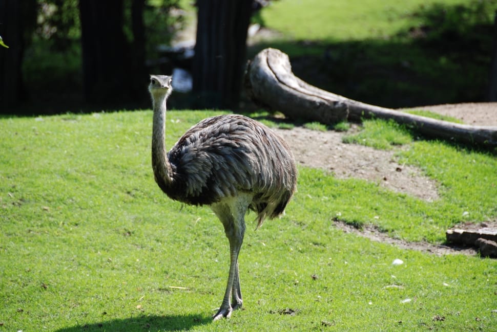Zoo, Flightless Bird, Emu, one animal, bird preview