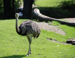 Zoo, Flightless Bird, Emu, one animal, bird thumbnail