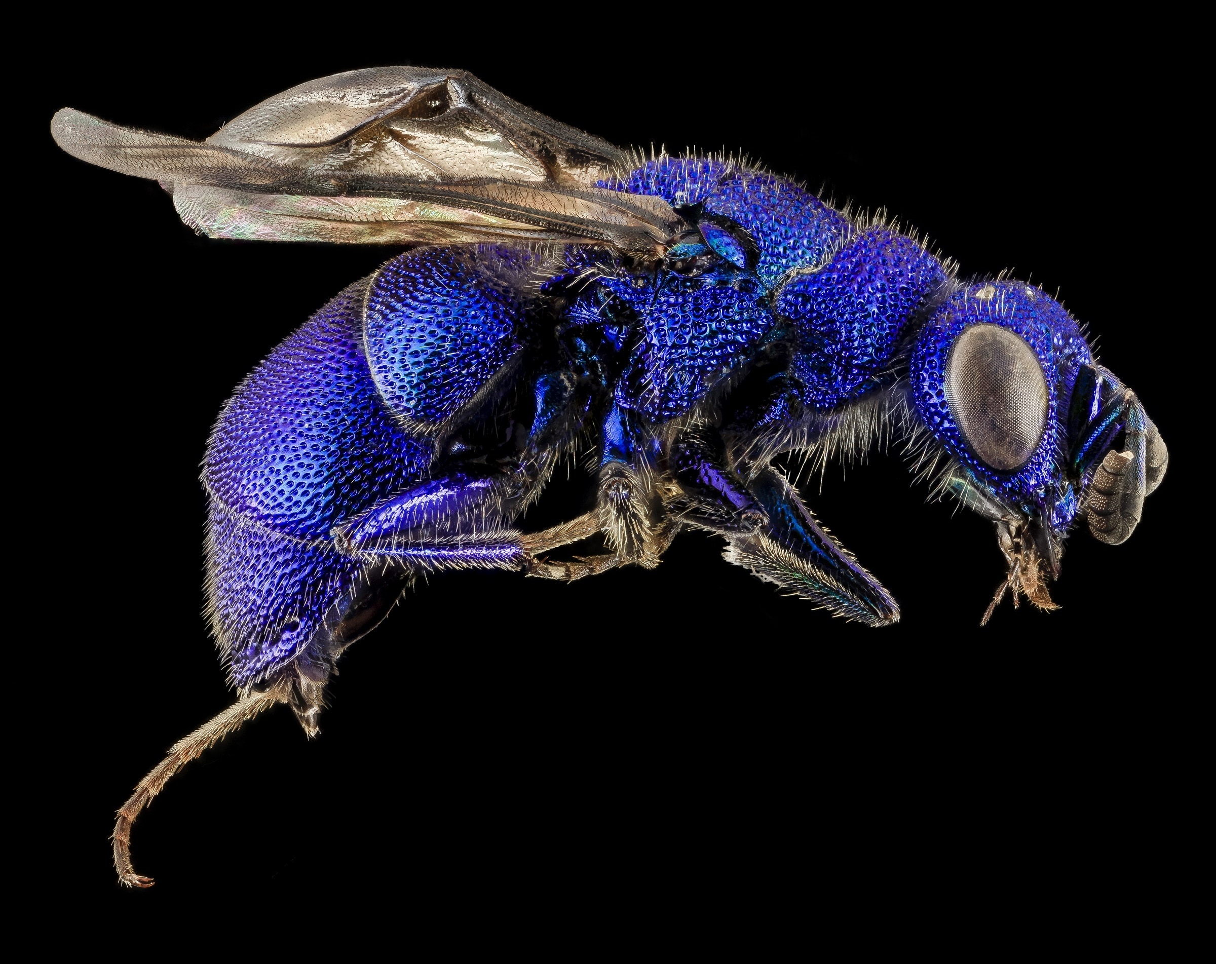 purple fly