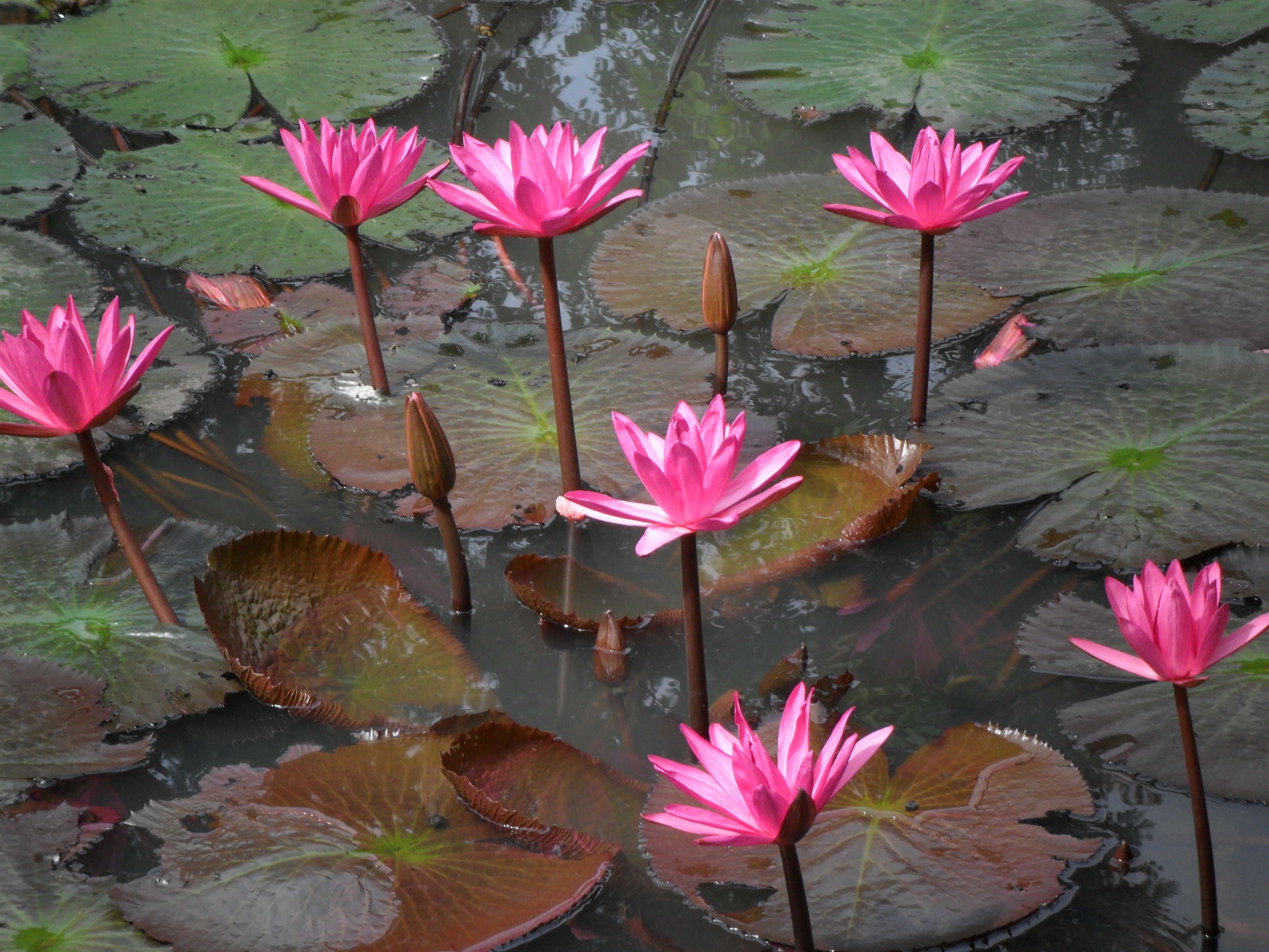 pink petaled flower