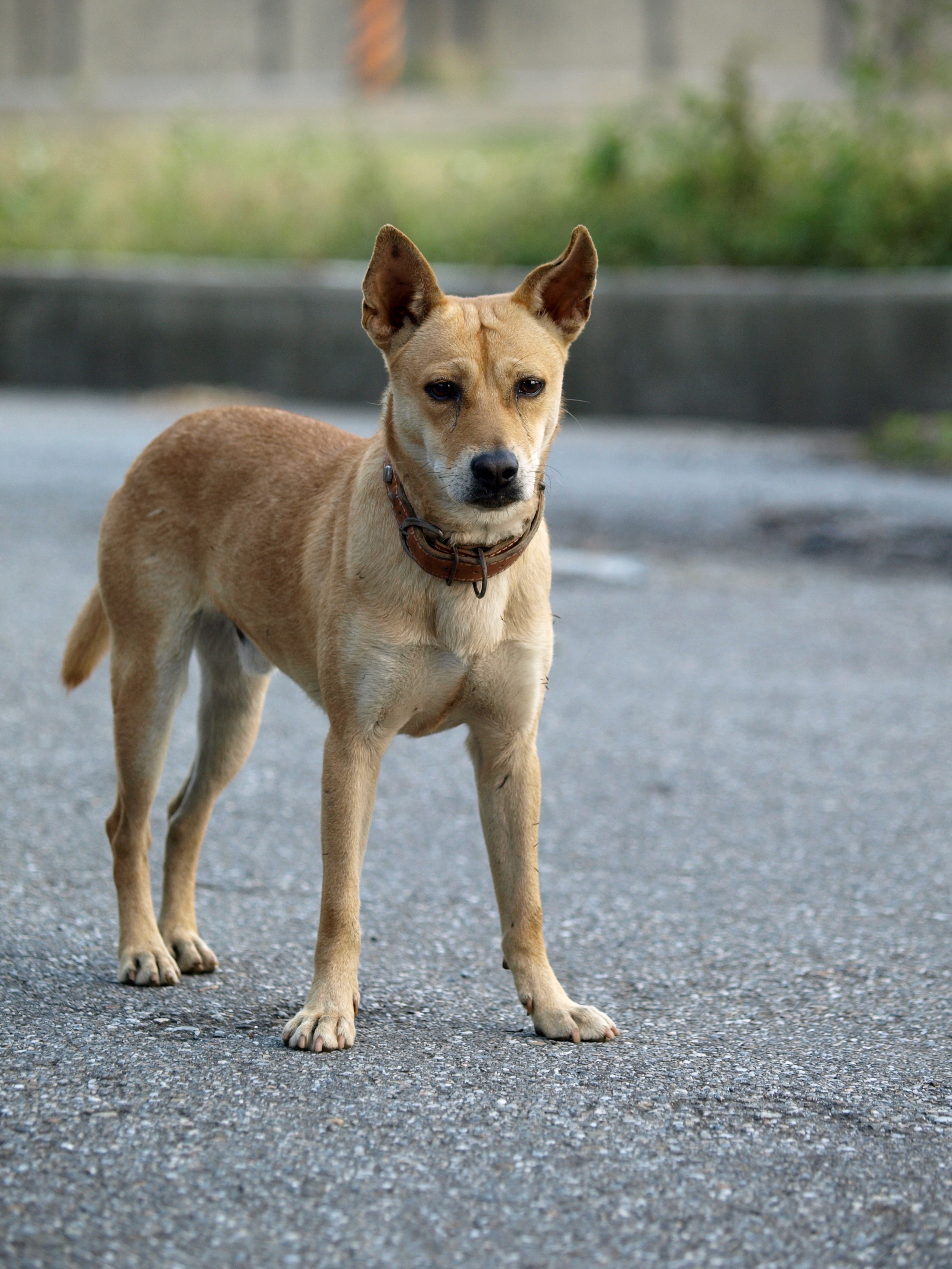 Medium sized sale tan dog