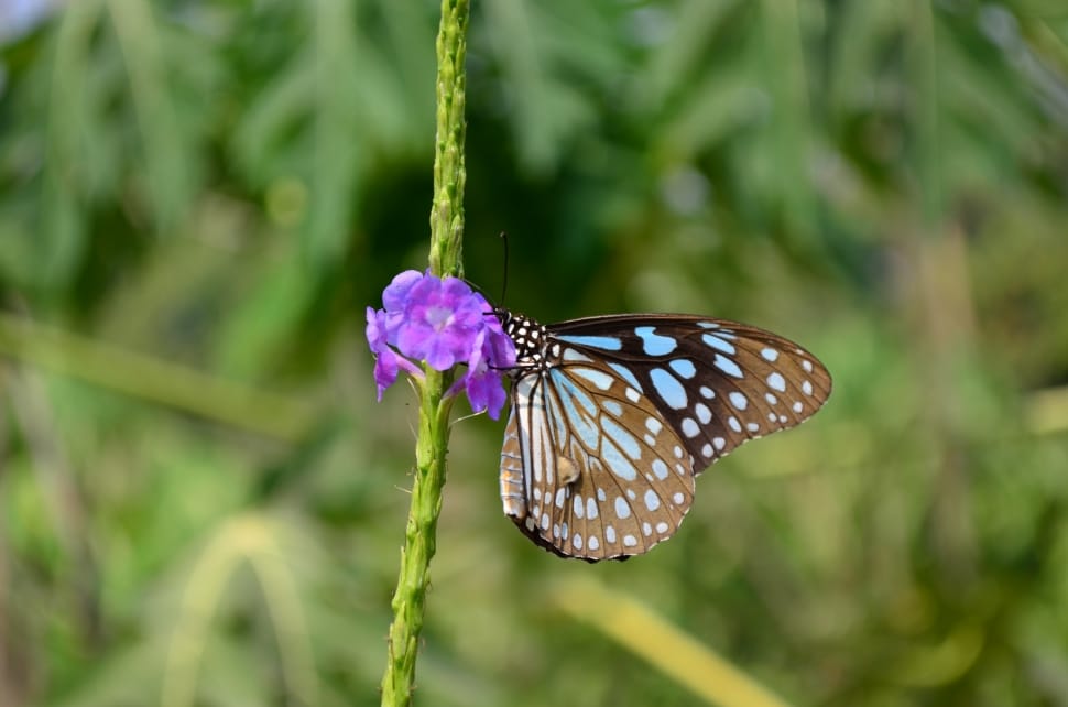 Butterfly, Blue Tiger, Tirumala Limnacea, one animal, insect preview