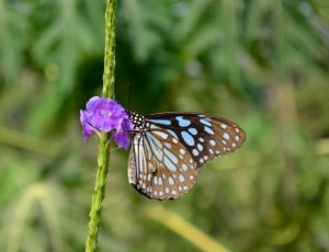 Butterfly, Blue Tiger, Tirumala Limnacea, one animal, insect thumbnail