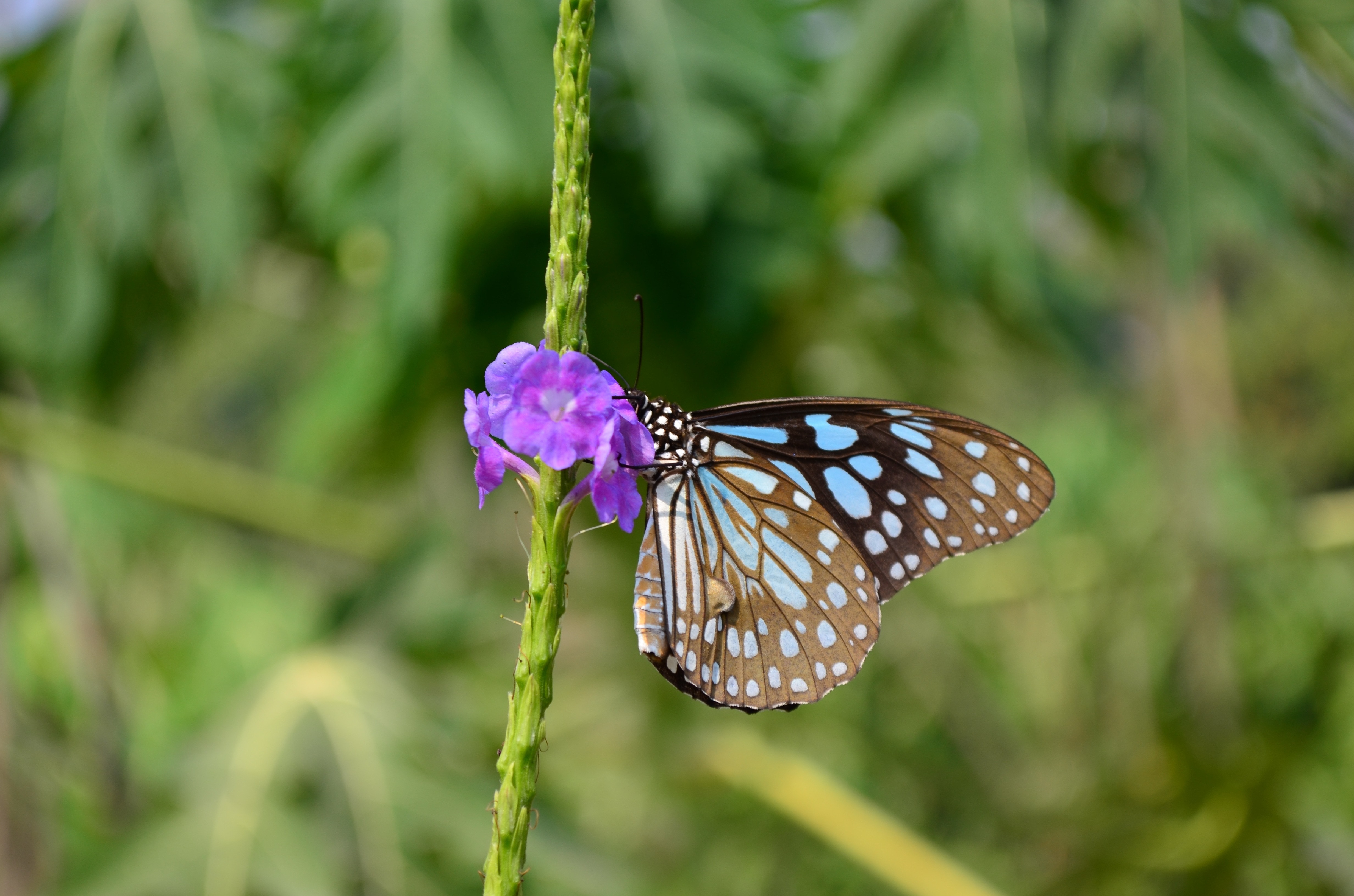 Butterfly, Blue Tiger, Tirumala Limnacea, one animal, insect