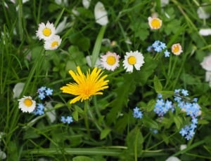 yellow-white-and-blue petal flowers thumbnail