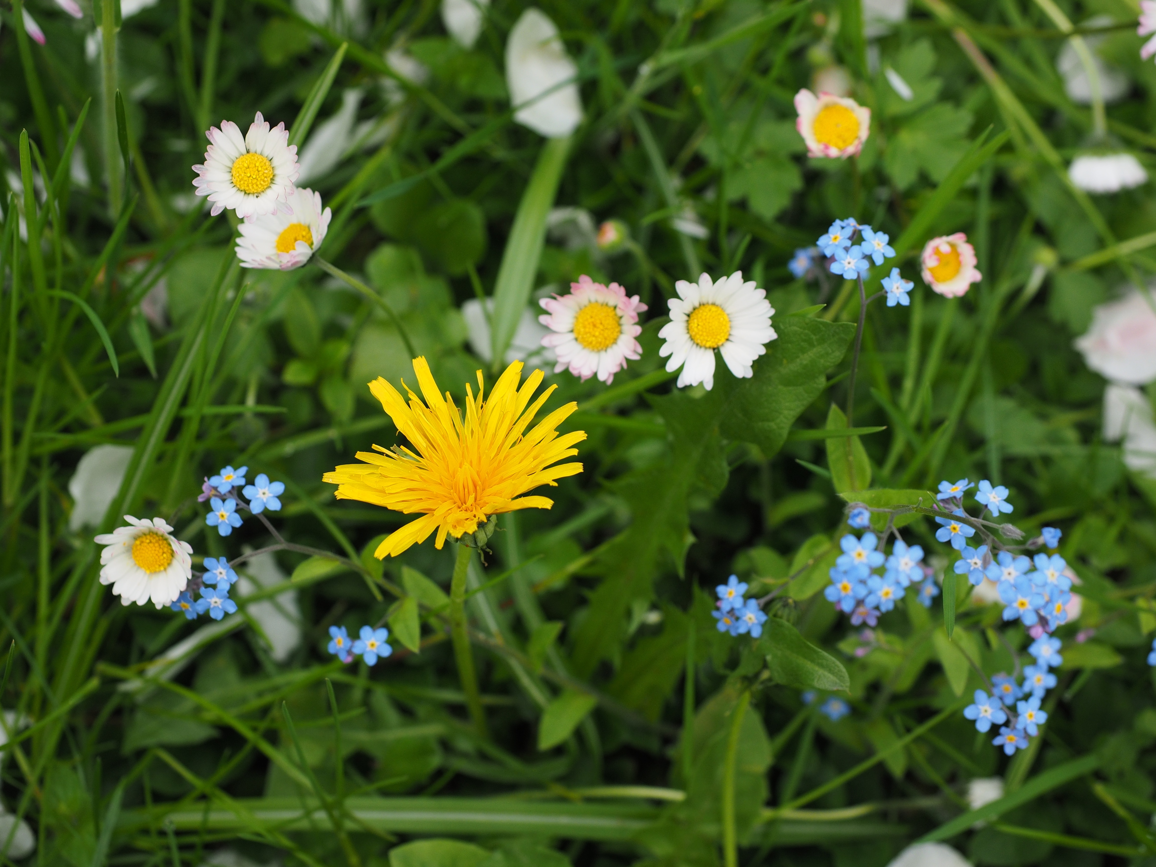 yellow-white-and-blue petal flowers