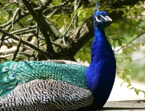 blue and green peacock thumbnail