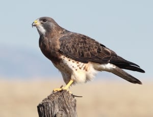 red tailed hawk thumbnail