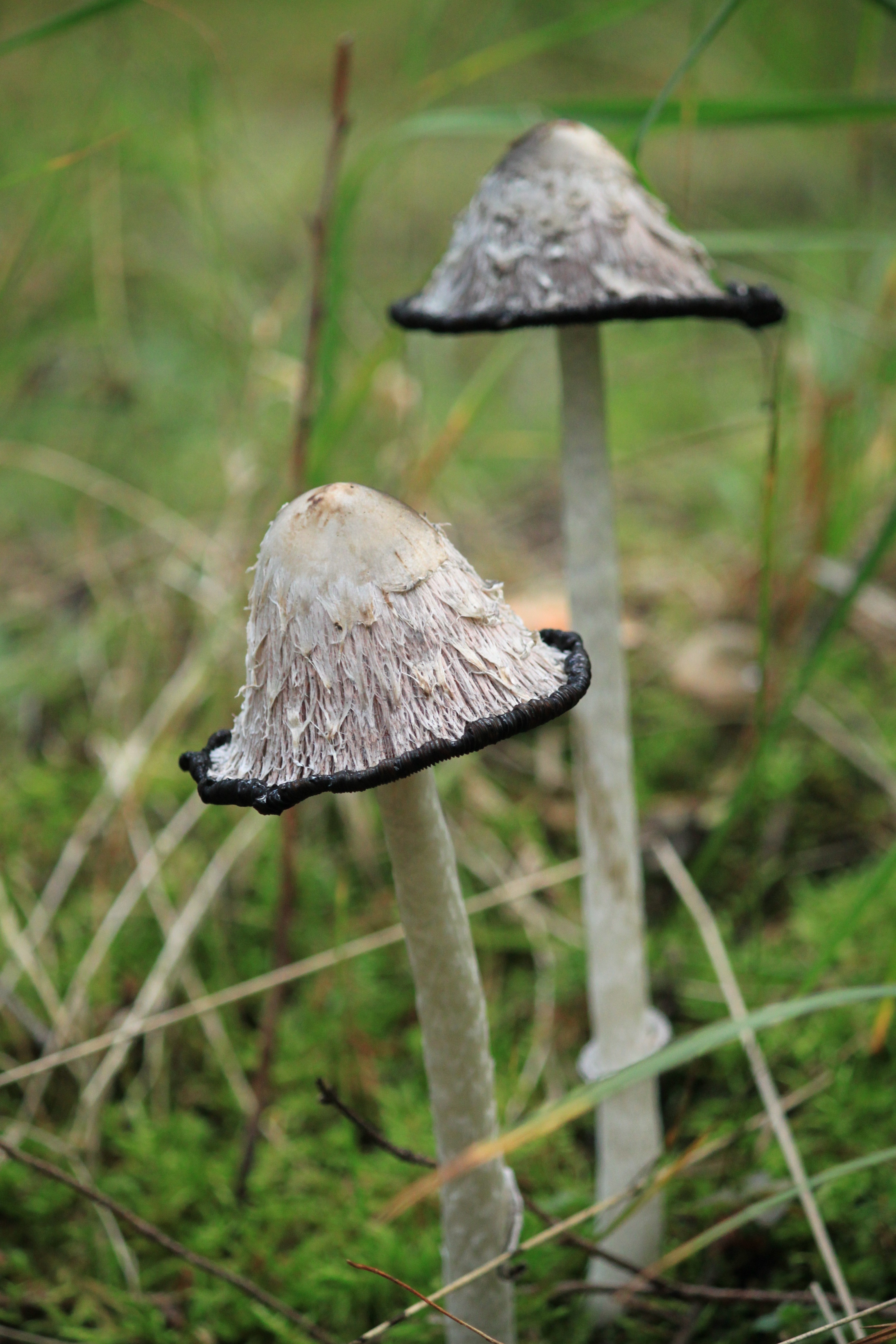 2 brown mushrooms