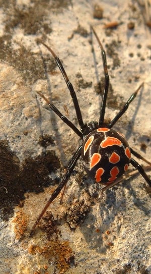 black Widow spider thumbnail