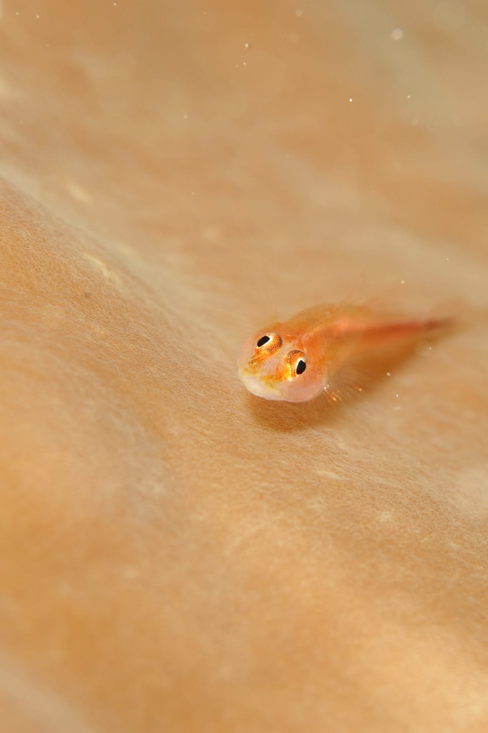 orange tadpole preview
