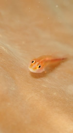 orange tadpole thumbnail
