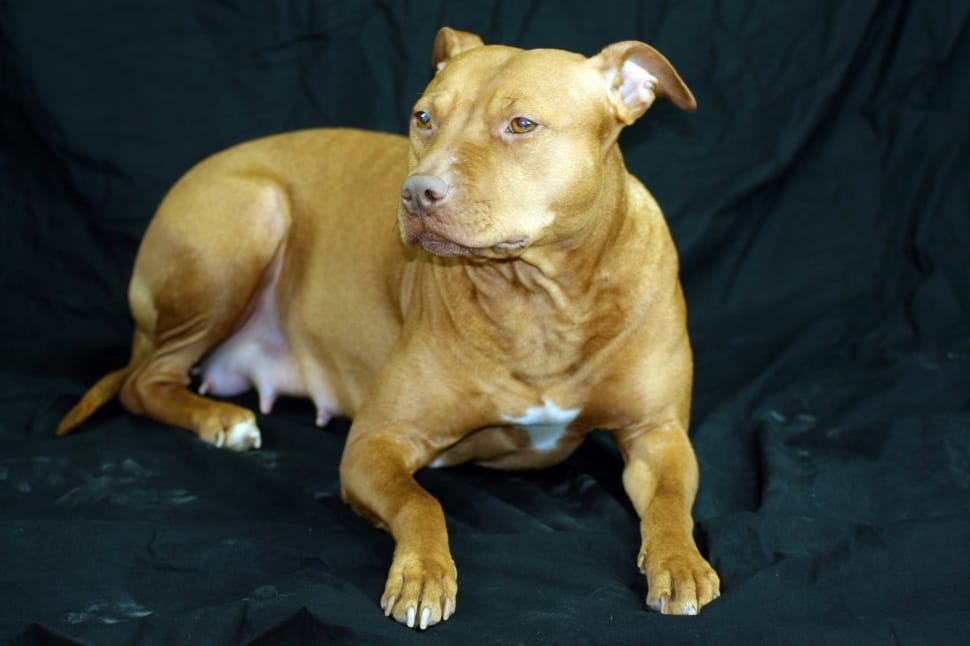 tan and white american pit bull terrier preview