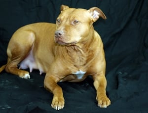 tan and white american pit bull terrier thumbnail