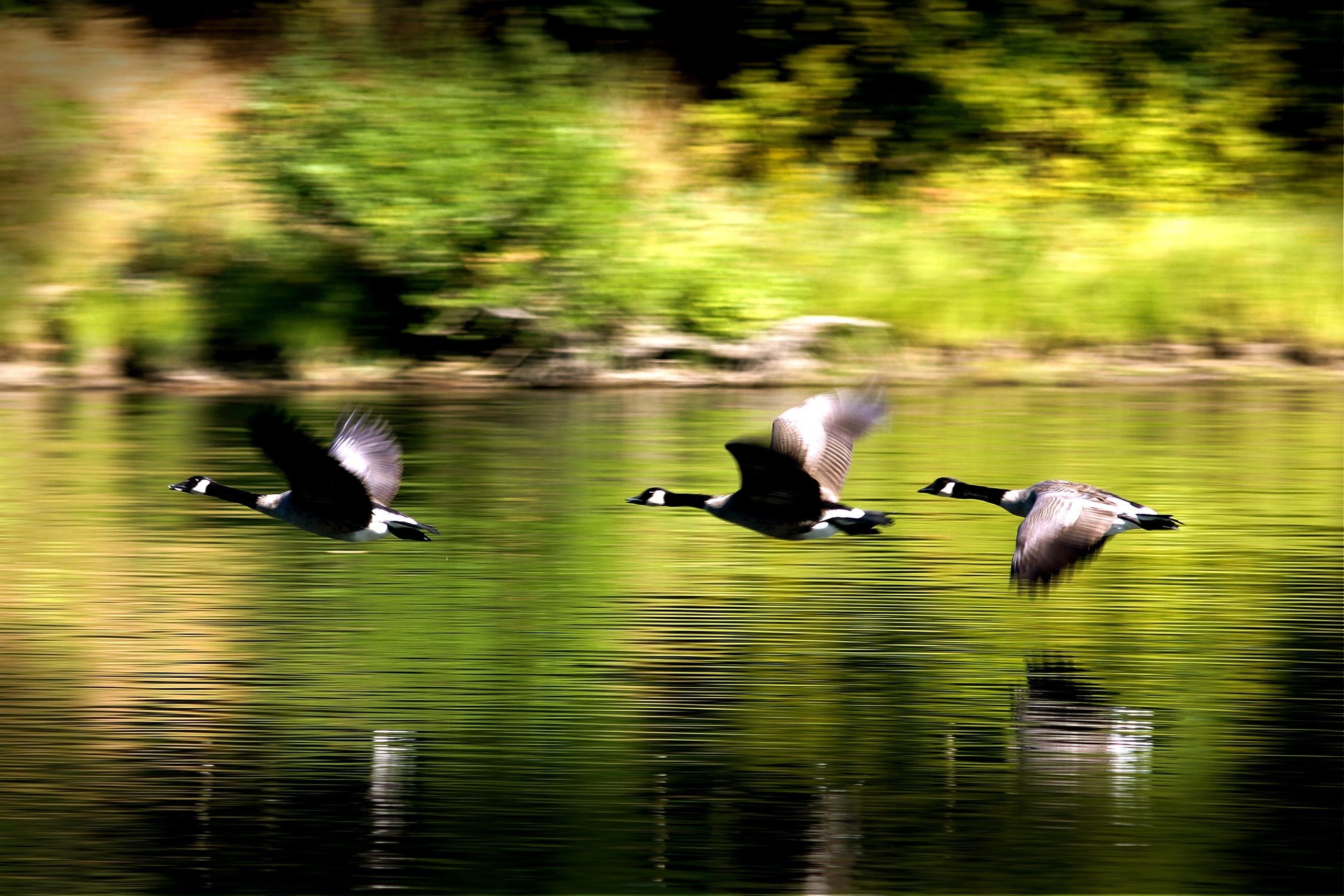 3 black goose