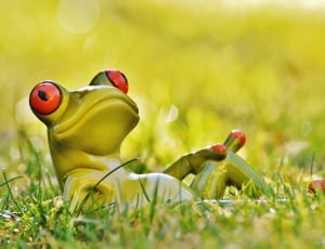 green and red ceramic frog on green grass field thumbnail
