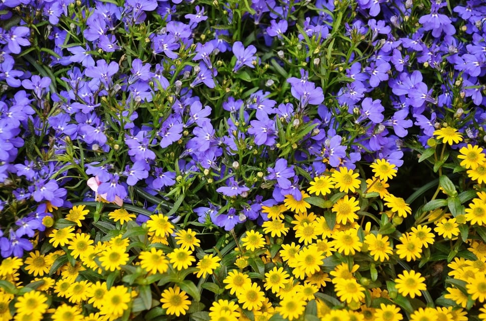 yellow and purple flowers preview