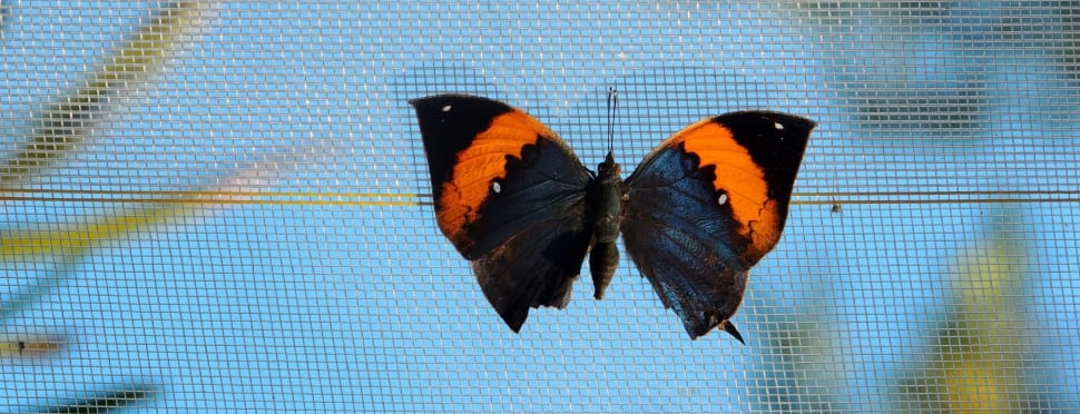 black and orange butterfly preview