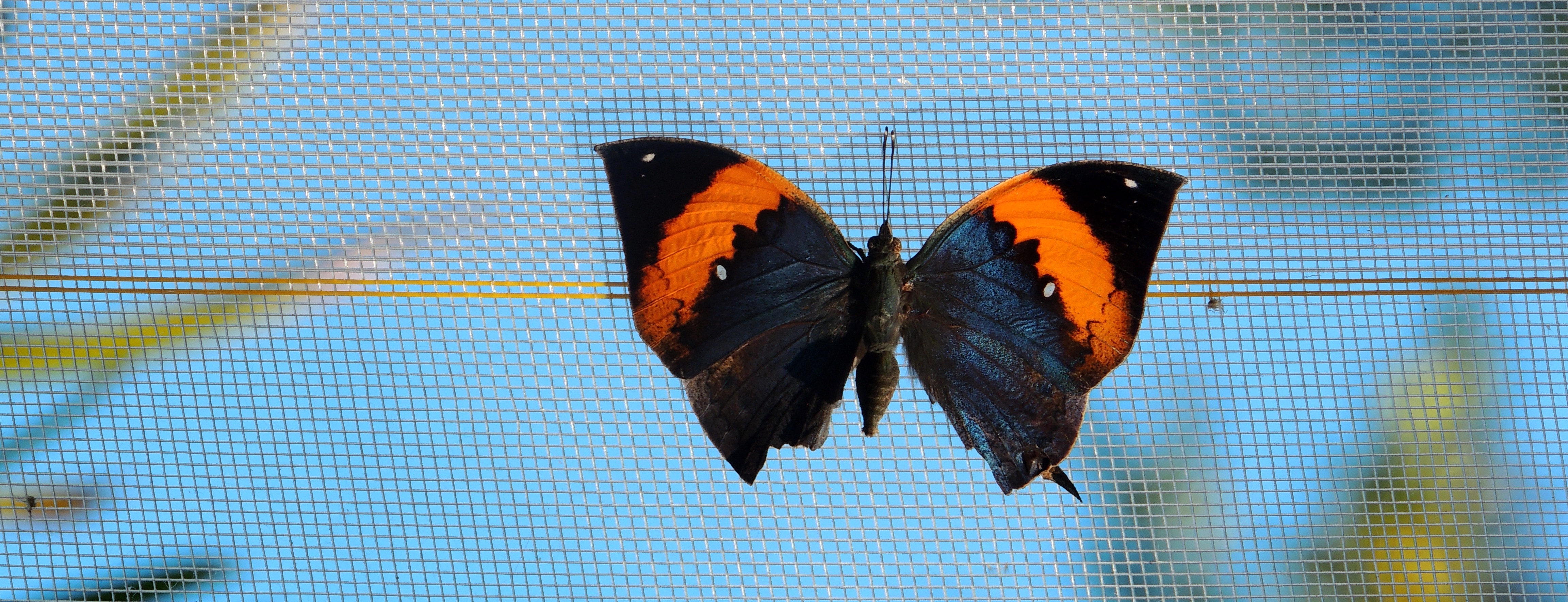 black and orange butterfly