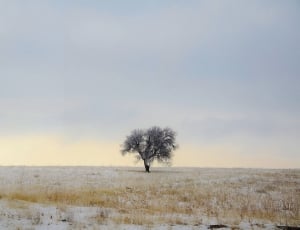 gray tree during daytime thumbnail