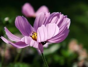 purple petaled flower thumbnail