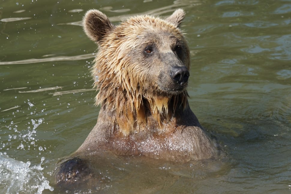 Wet, Water, Bear, animal wildlife, one animal preview