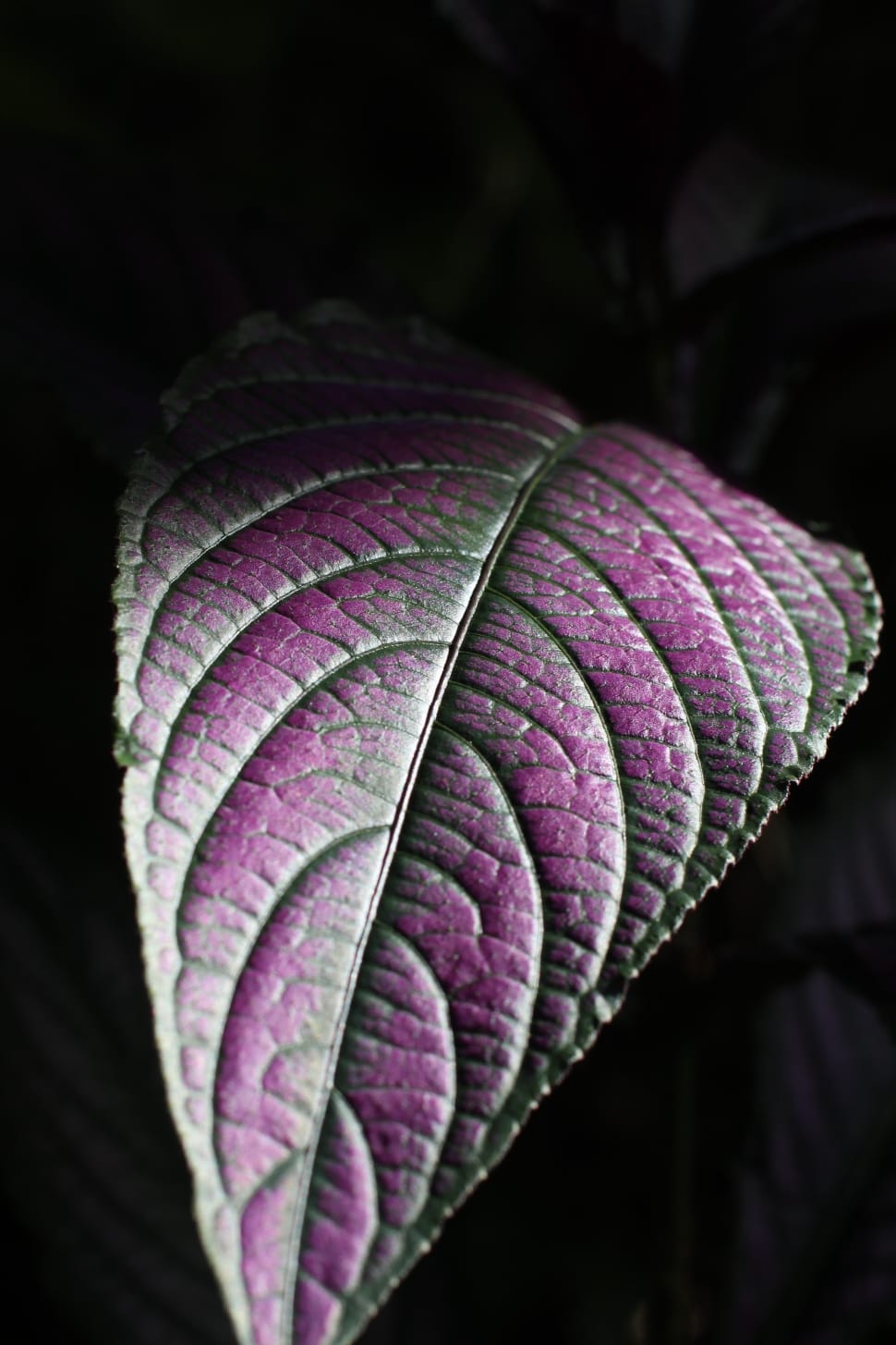 purple leaf preview