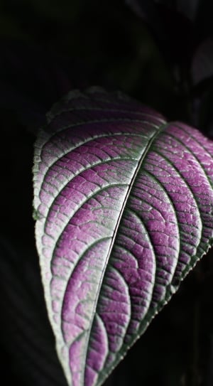 purple leaf thumbnail