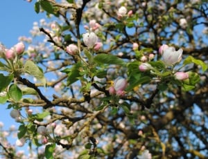 Spring, Apple Tree, Tree, Nature, flower, blossom thumbnail